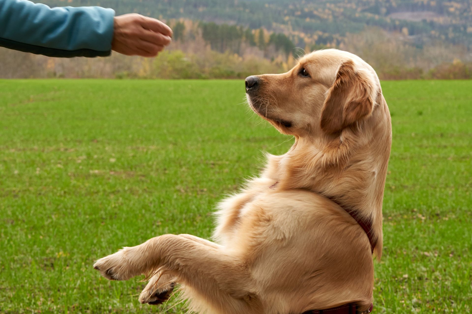 person giving dog a treat