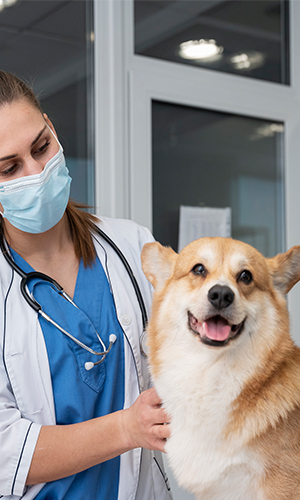 A dog with veterinarian