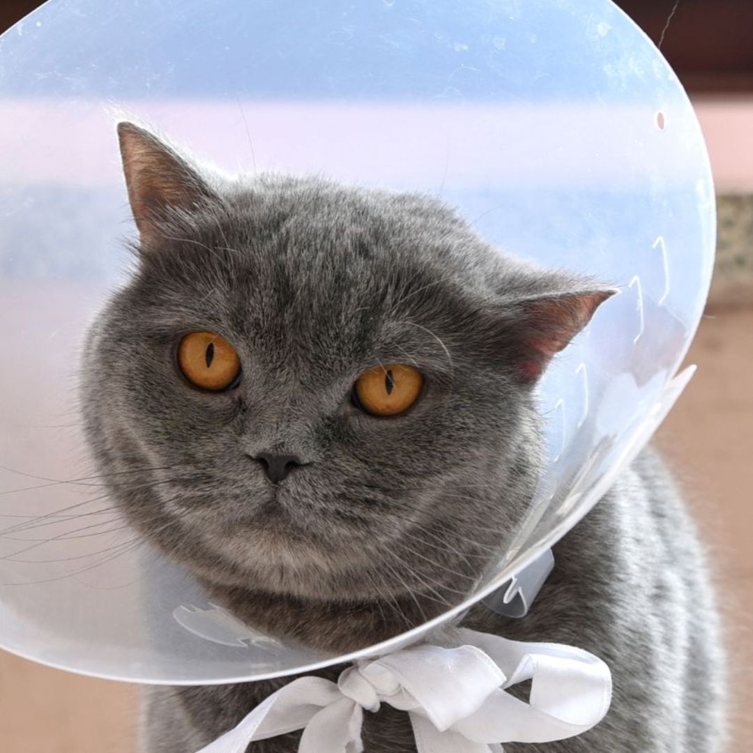 cat wearing cone