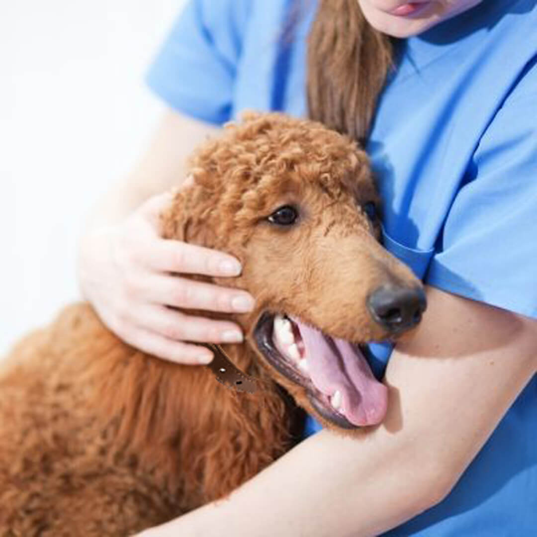 a vet petting a dog