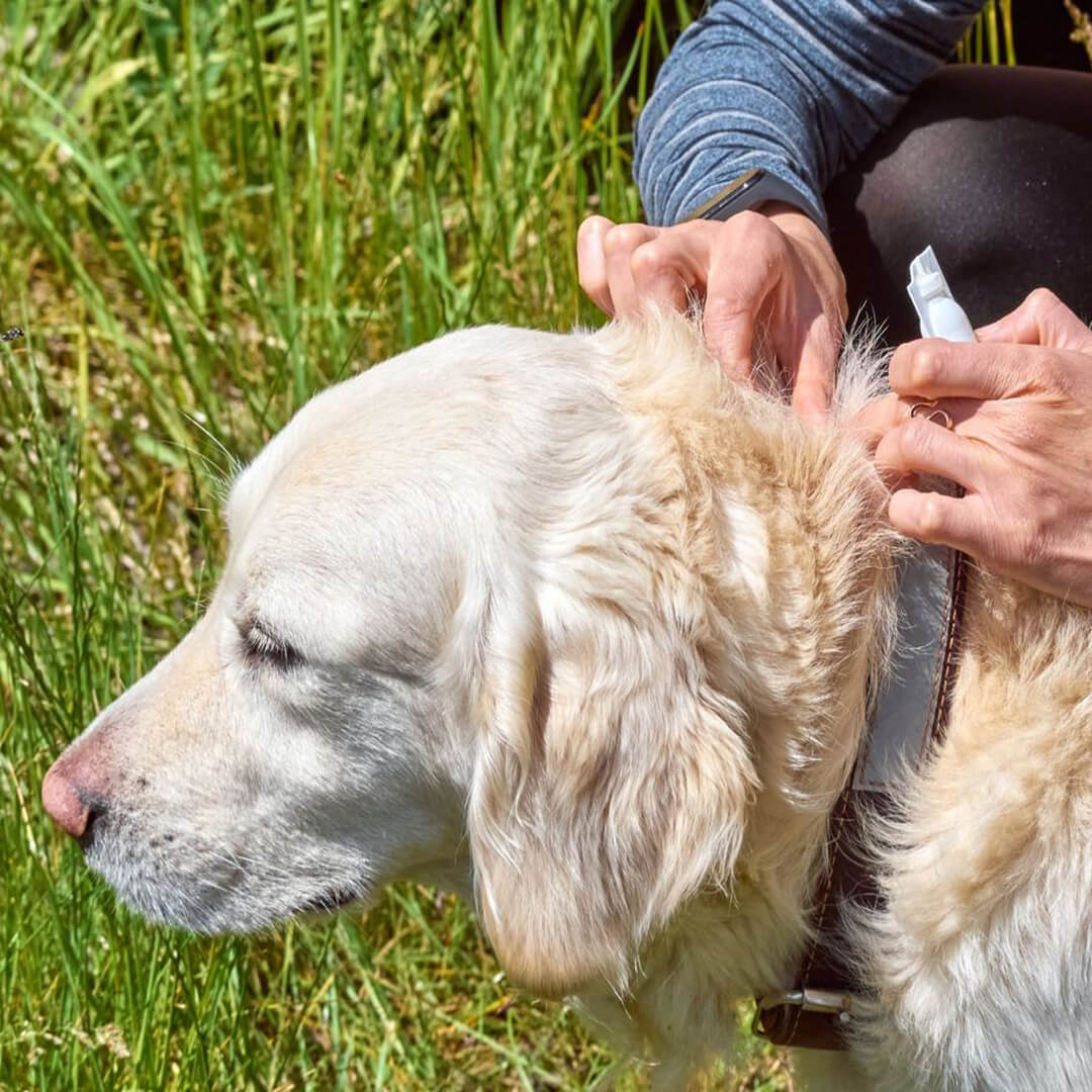 Pet Parasite Control