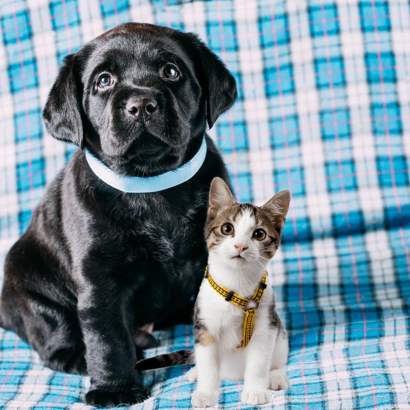 Puppy and Kitten