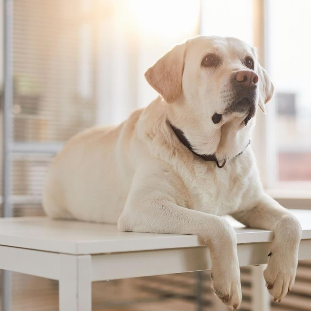 a dog sitting on a table