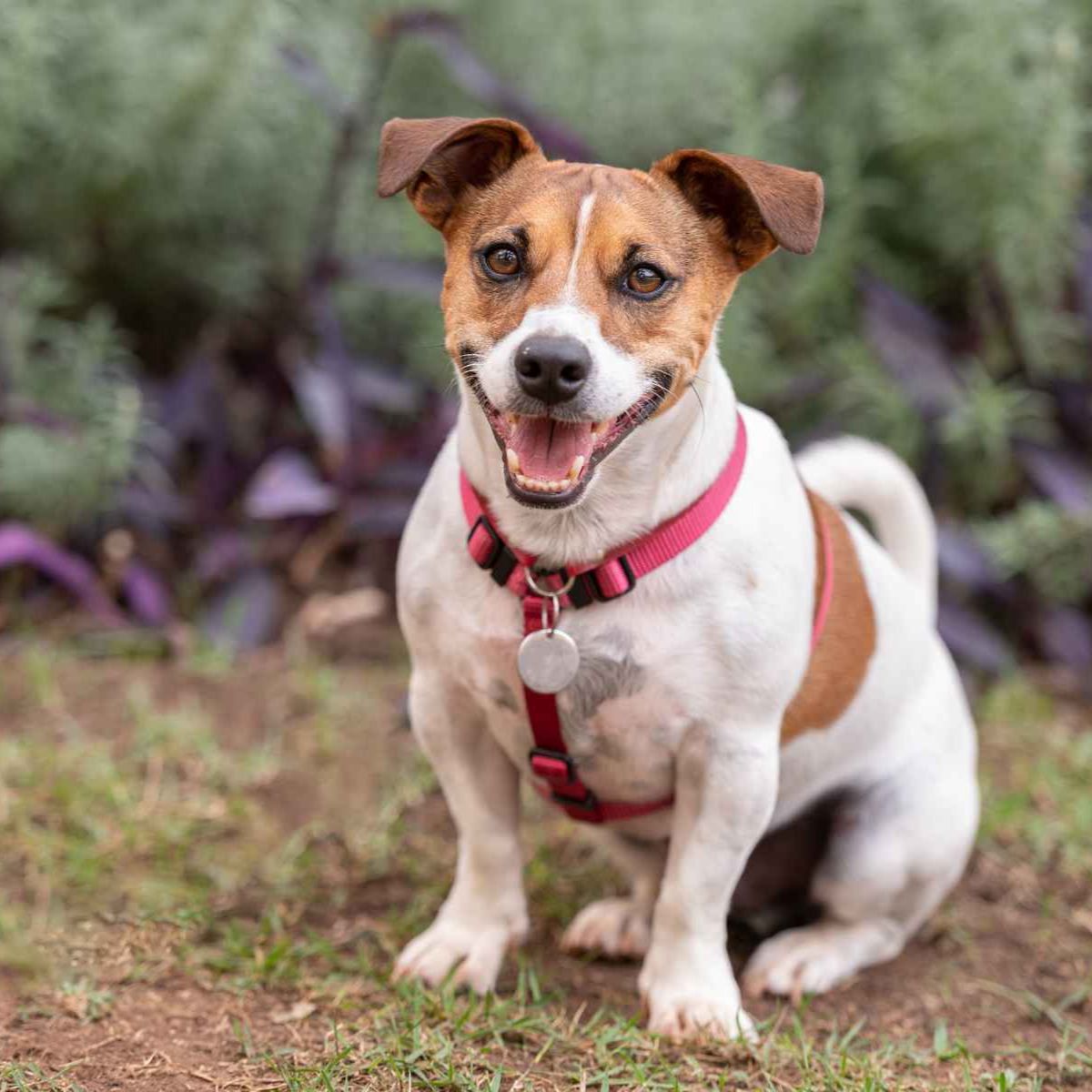 a dog sitting on grass