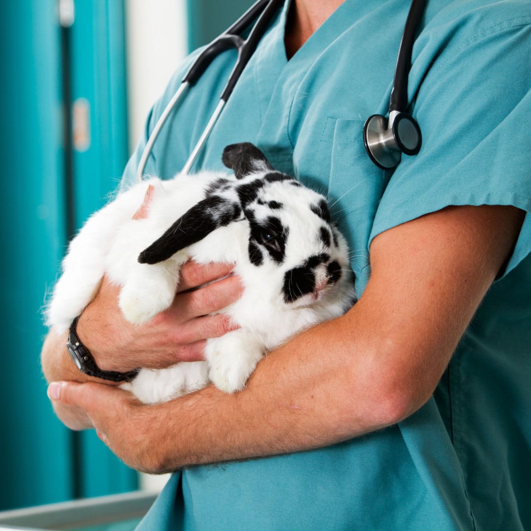 Exotic Pet Care In Colorado Springs, CO | Crossroads Animal Hospital